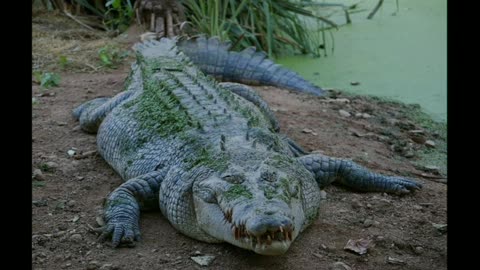 Angry crocodile