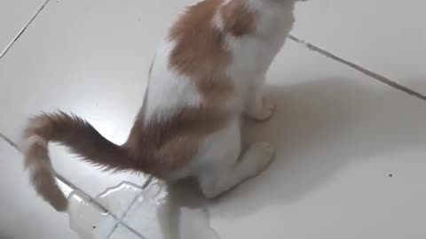 Funny Cat Peeing 😂