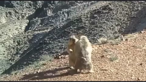 Marmots Fighting with Music from Scott Bradley