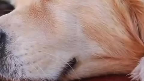 Smart Dog Videos 2021 - Heart Touching Moment - #shorts #dog #smartdog