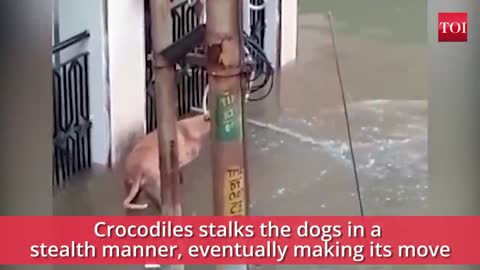 In rainy season - crocodile almost made a meal of dogs
