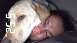 Puppy alarm clock wakes owner up super early