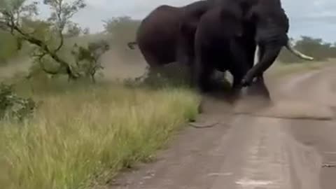 Two massive elephant bulls start a big fight