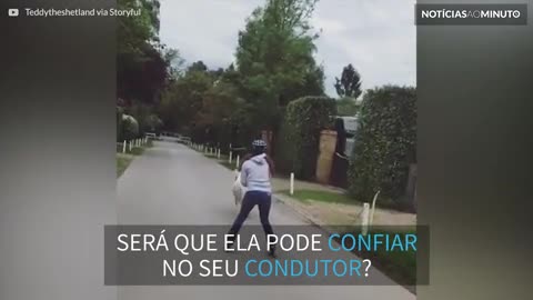 Pônei puxa dona com patins