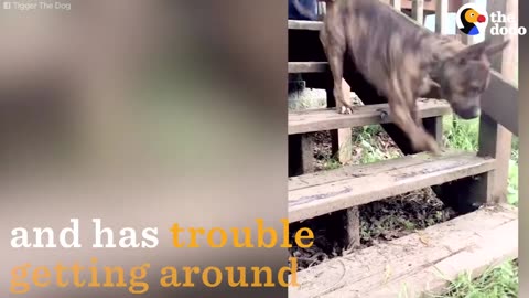 Dog Born With Bad Legs Hops Like A Kangaroo