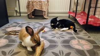 Bunny And Kitty Play Together In Perfect Harmony