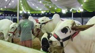 Sohrab goth cow mandi beautiful cows Bulls bmafridi cattle farm surmawala 2018