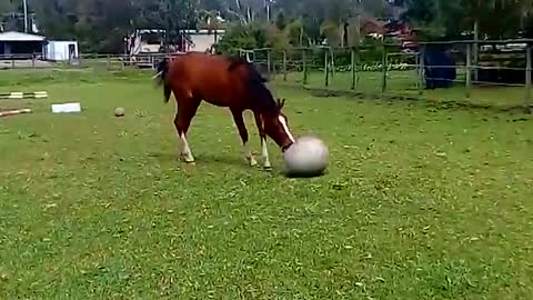 Cheeky Horses Love To Horse Around