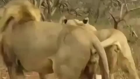 animal mating successful mating. Very rear video
