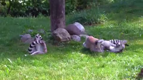 Cute Lemurs playing | Funny Lemurs