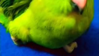 Disabled baby parrot