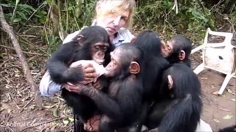[[NEW]]Cuddly Baby Chimpanzees - Cutest Compilation of all Time!!