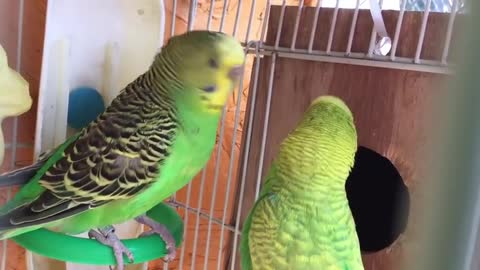 Male Budgie/Parakeet Courting Female(Kami And Kale)