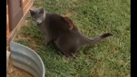 Hermosa ardilla entretiene a lindo gato movedizo