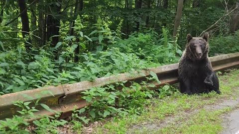 Transfagarasan Brown Bear Waves Hello