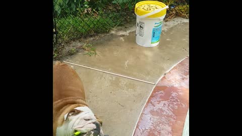 Adorable doggy lifeguard rescues fellow bulldog