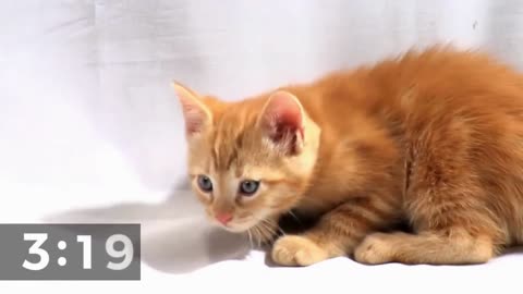 5-Minute Countdown Clock - Adorable Kittens and Cats to Brighten Your Day - Instant Calm