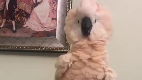 Crazy cockatoo shows off very interesting dance moves