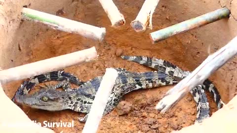 Primitive Technology: Man Make Crocodile Trap - How To Make Crocodile Trap
