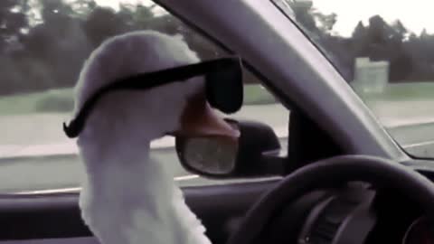 Goose car thief