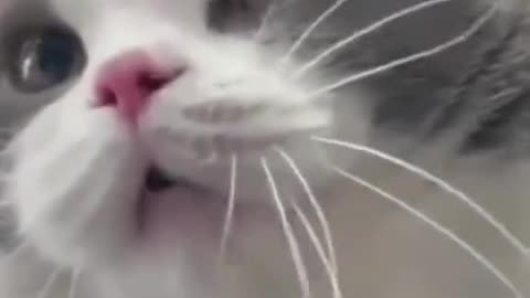 Funny cats compilation😹😹😹