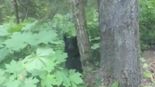 Young Black Bear Scares Guy Observing the Forest in his Car