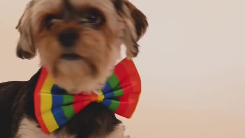 Modern dogs wear bow ties