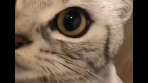 Funny cats momment don't try to laugh 😆.