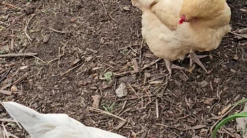 OMC! Why are drinking chickens so cute? Also, someone clean the water tub!