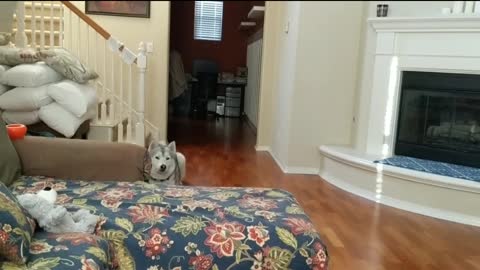 Husky acts as escalating dog alarm clock
