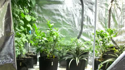 The Factors That Maximize Yields In A Hydroponics Garden Revealed