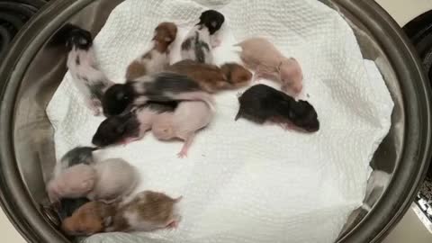Beautiful hamsters for your viewing pleasure
