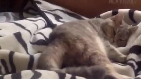 Kitten shows off her dance moves