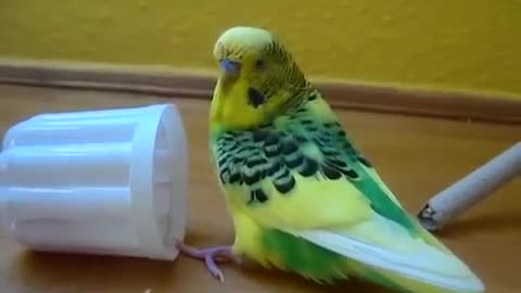 Budgie playing