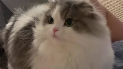 OMG So Cute ♥ Best Funny Cat Videos 2022