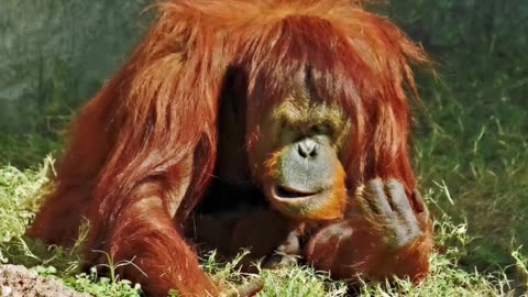 How The Bornean orangutan Will Soon Be Gone!