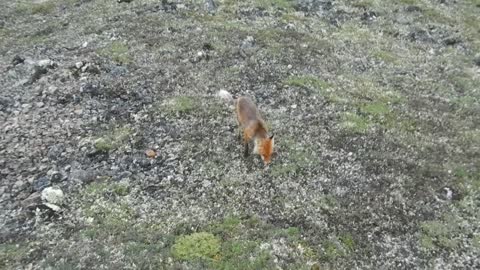 Wild fox tastes the lollipops halls)