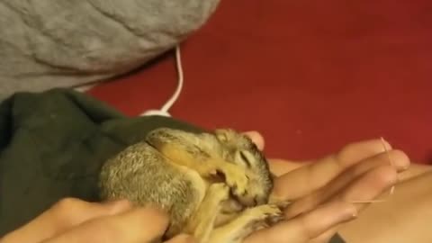 Injured Baby Squirrel Sleeps In Its Rescuer's Hand