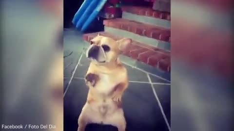 Cute frenchie dancing