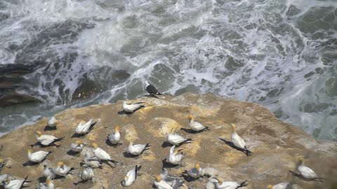 Herd Of Gannet Birds on Rock Watching Sunny Sea Waves