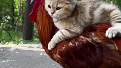 rooster and kitten