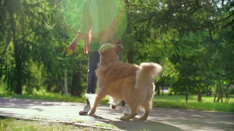 cute dog chasing the ball