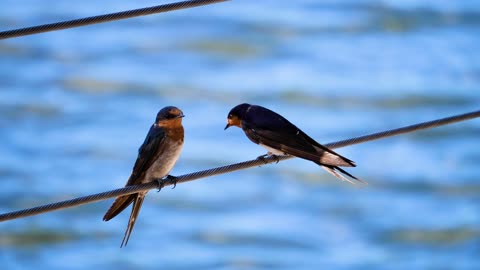 two twin birds in the sky