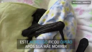Filhote de morcego é resgatado após morte da mãe