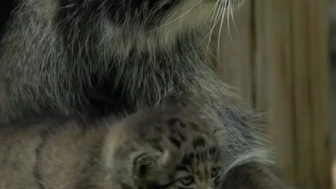Pallas's cat kittens born in Novosibirsk zoo from a cat named Mia