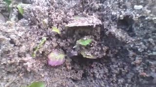 Formigas entrando e saindo da toca de areia no inverno, ao redor das plantas [Nature & Animals]
