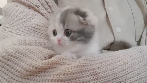 Cute cat video