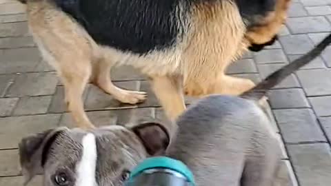 OMG |😲 THESE DOGS ARE SO 🐶SMART AND FUNNY ||🤣Funny Dog Videos 2021🤣 🐶|