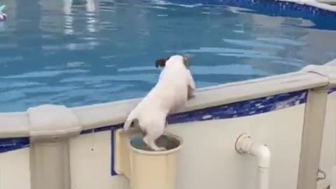 This dog is swimming in the pool