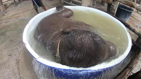 Baby Elephant Gets a Bath